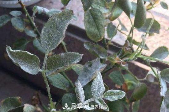 月季白粉病怎么治？月季白粉病的治療方法(圖1)