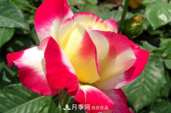 月季白粉病怎么治？月季白粉病的治療方法(圖2)