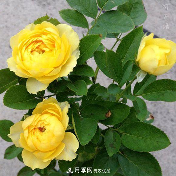 推薦6種類型的月季品種，抗病強(qiáng)花量大，用途多選擇多(圖2)