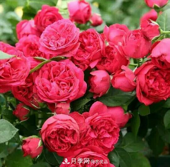 推薦6種類型的月季品種，抗病強(qiáng)花量大，用途多選擇多(圖3)