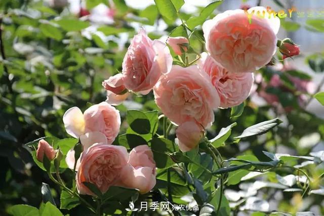 推薦6種類型的月季品種，抗病強(qiáng)花量大，用途多選擇多(圖7)
