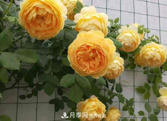 推薦6種類型的月季品種，抗病強(qiáng)花量大，用途多選擇多(圖6)