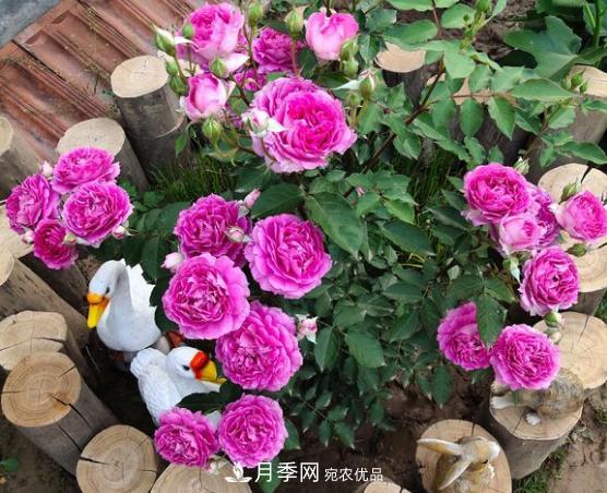 推薦6種類型的月季品種，抗病強(qiáng)花量大，用途多選擇多(圖5)