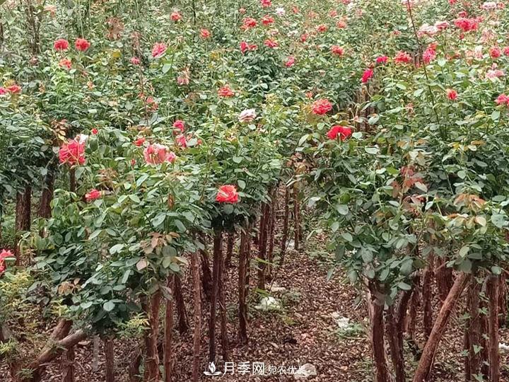 4公分樹狀月季價格，批發(fā)推薦南陽樹狀月季基地(圖2)