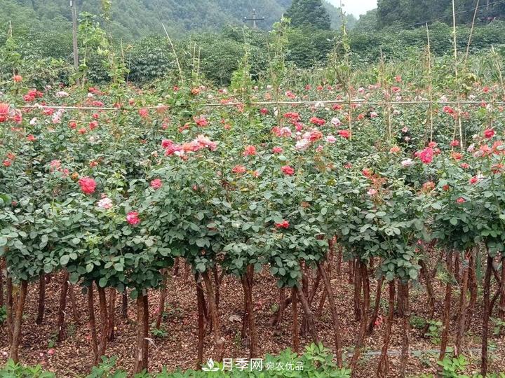 4公分樹狀月季價格，批發(fā)推薦南陽樹狀月季基地(圖3)