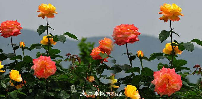 溫度適宜，如何讓城區(qū)景觀道樹狀月季開花多？(圖1)