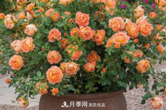 帶土球發(fā)貨的月季要怎么栽種？(圖3)