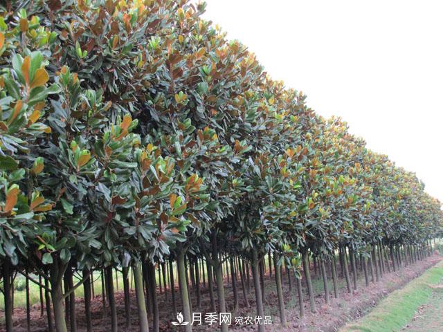 200畝以下的小苗圃，這樣經(jīng)營才能出彩(圖1)