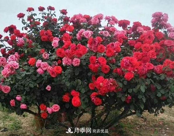 月季樹怎么長成的？這個快速成型技巧，不學虧大了(圖3)