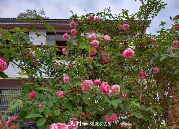 月季樹怎么長成的？這個快速成型技巧，不學虧大了(圖4)