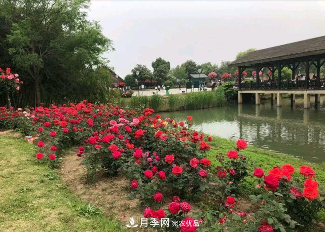 中國(guó)三大月季名園，愛月季的你一定要去的三大月季園！(圖3)