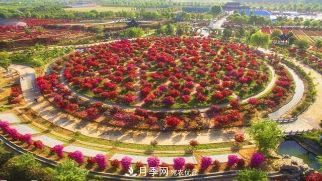 中國(guó)三大月季名園，愛月季的你一定要去的三大月季園！(圖2)