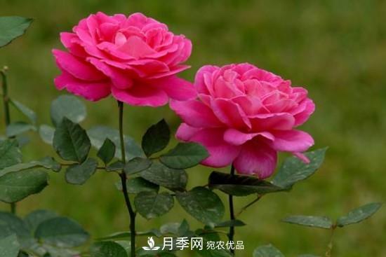 夏季陰雨綿綿，要花命，你的月季還在嗎？(圖1)