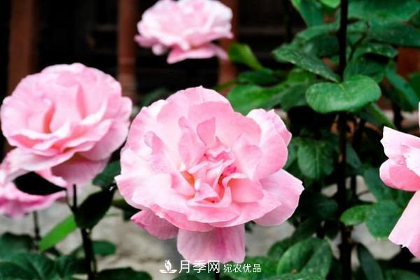 夏季陰雨綿綿，要花命，你的月季還在嗎？(圖2)