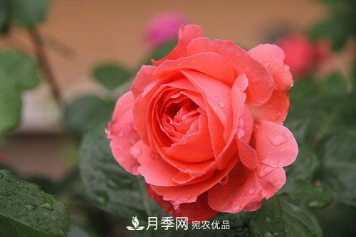 夏季陰雨綿綿，要花命，你的月季還在嗎？(圖3)