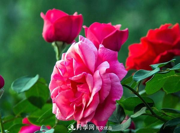 花友作業(yè)，一分鐘看懂月季(圖2)