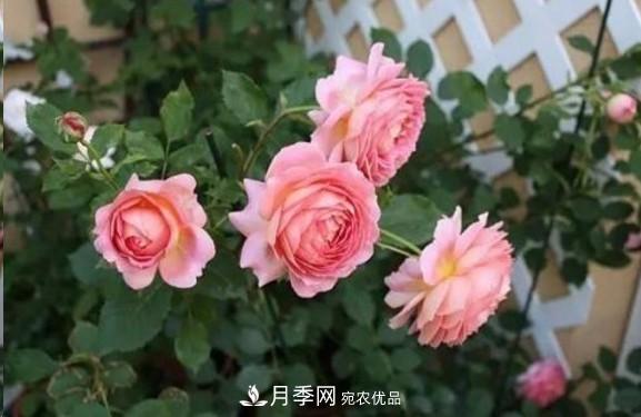 廣東種月季，首選這15個品種，一年花開10個月！(圖9)