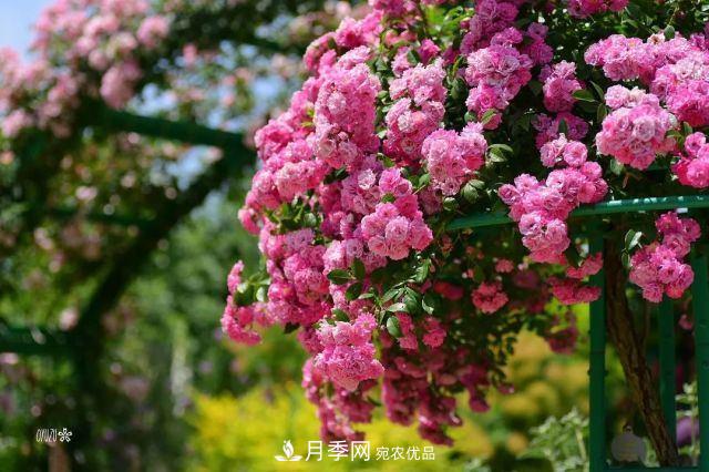 走進(jìn)世界***大月季園，近7000個(gè)品種，30000棵月季……(圖1)