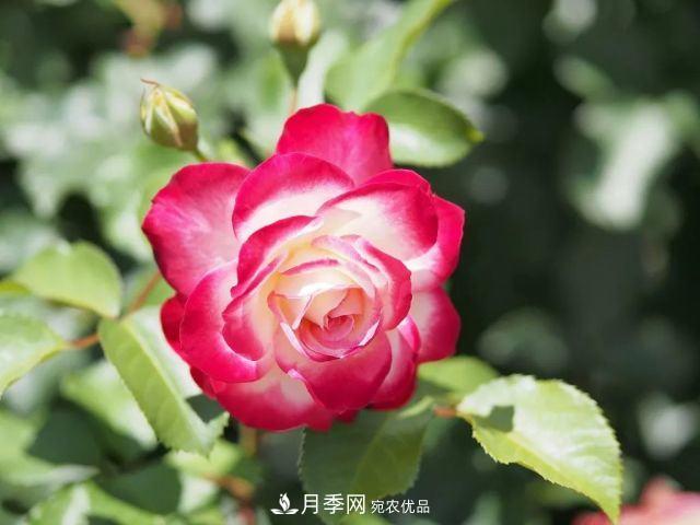 走進(jìn)世界***大月季園，近7000個(gè)品種，30000棵月季……(圖9)