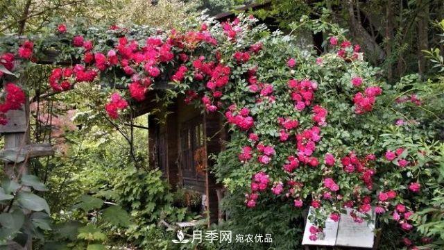 走進(jìn)世界***大月季園，近7000個(gè)品種，30000棵月季……(圖8)