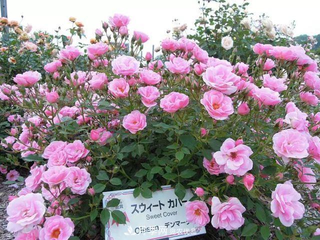 走進(jìn)世界***大月季園，近7000個(gè)品種，30000棵月季……(圖12)
