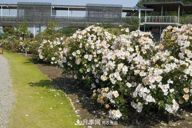 走進(jìn)世界***大月季園，近7000個(gè)品種，30000棵月季……(圖11)