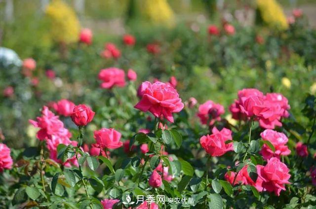走進(jìn)世界***大月季園，近7000個(gè)品種，30000棵月季……(圖2)