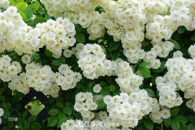 走進(jìn)世界***大月季園，近7000個(gè)品種，30000棵月季……(圖4)