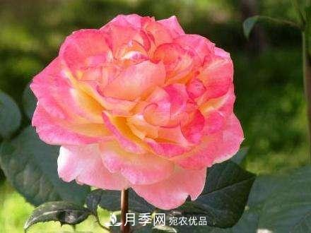 審美觀不同，哪些月季花品種是花友公認(rèn)必備的？(圖2)