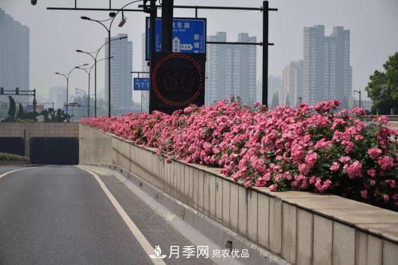 率先高架月季應(yīng)用，專訪杭州高架月季“幕后功臣”(圖1)