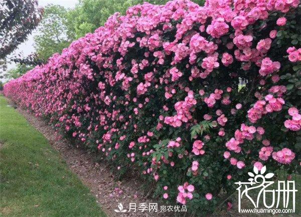 爬藤月季什么品種***美？十大爬藤月季排名(圖1)