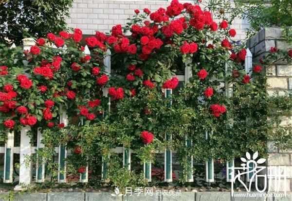 爬藤月季什么品種***美？十大爬藤月季排名(圖6)