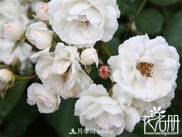 爬藤月季什么品種***美？十大爬藤月季排名(圖7)