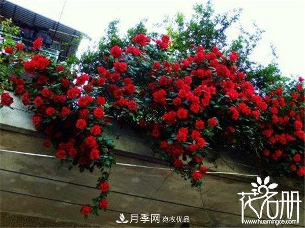 爬藤月季什么品種***美？十大爬藤月季排名(圖3)