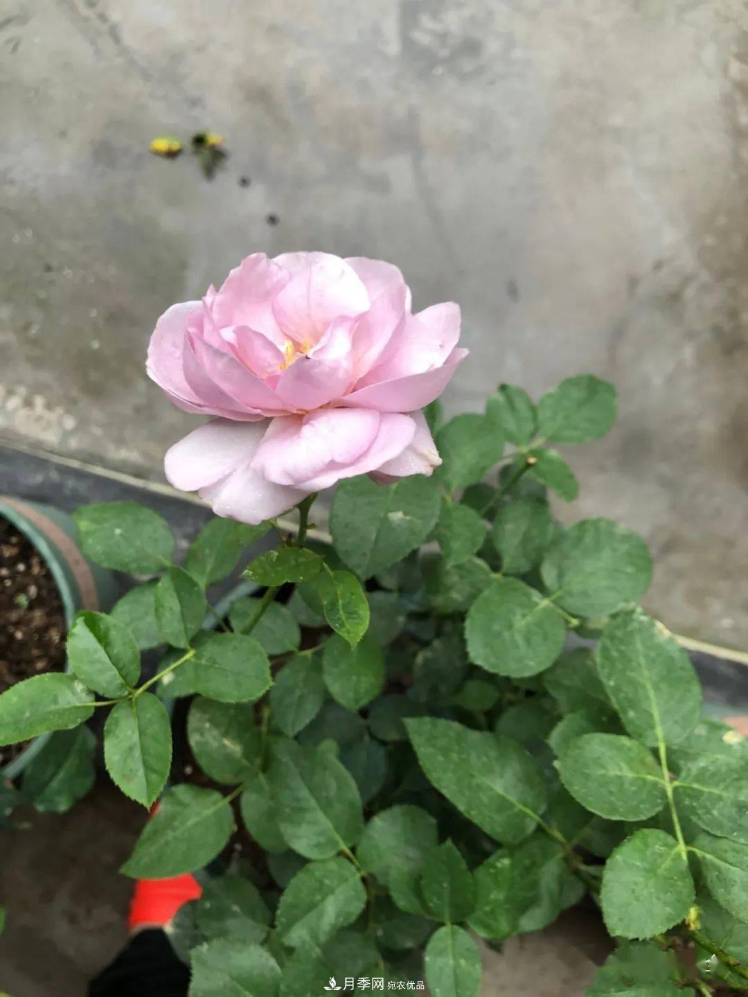 5種藍色網(wǎng)紅月季，你見過幾種？(圖8)