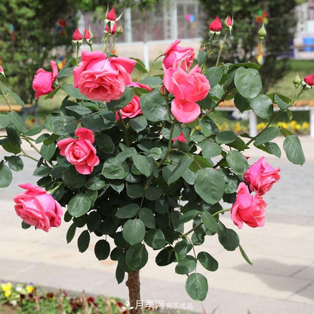 綠化種植后，月季樹還會長粗嗎？(圖1)