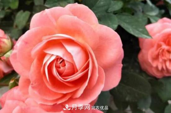 月季長綠色蚜蟲怎么辦？(圖2)