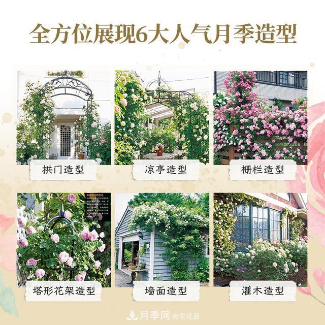 《月季新手百科》，不只是給新手看的月季百科寶典(圖3)