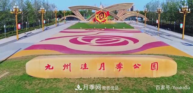 來山東聊城九州洼月季公園，邂逅璀璨月季花海(圖1)
