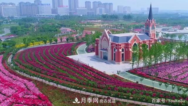 來山東聊城九州洼月季公園，邂逅璀璨月季花海(圖2)