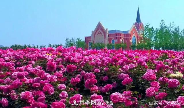 來山東聊城九州洼月季公園，邂逅璀璨月季花海(圖3)
