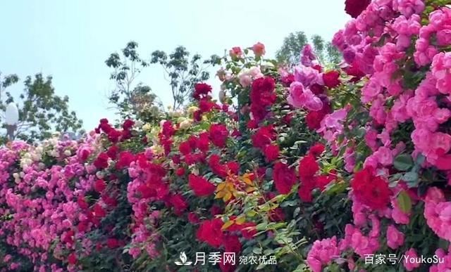 來山東聊城九州洼月季公園，邂逅璀璨月季花海(圖5)