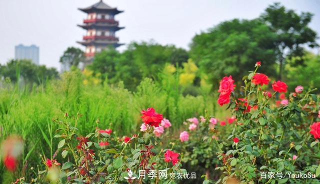 來山東聊城九州洼月季公園，邂逅璀璨月季花海(圖4)