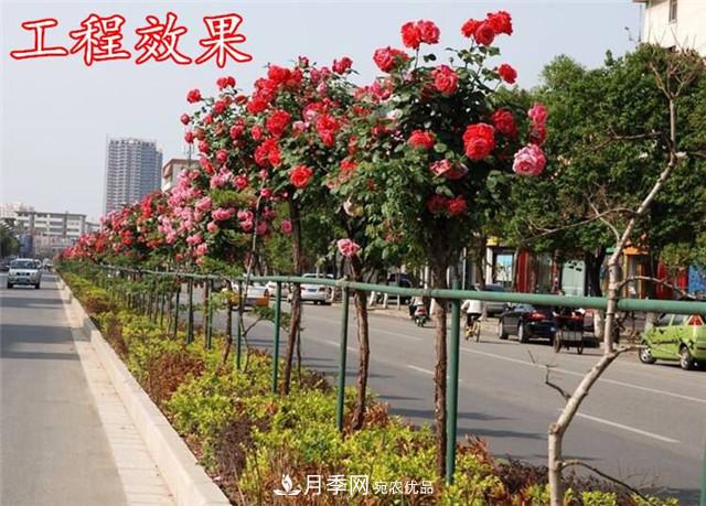 城市綠化就用月季樹，談月季樹在城市中的廣泛應(yīng)用(圖3)