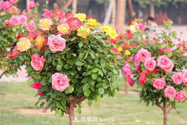 城市綠化就用月季樹，談月季樹在城市中的廣泛應(yīng)用(圖4)