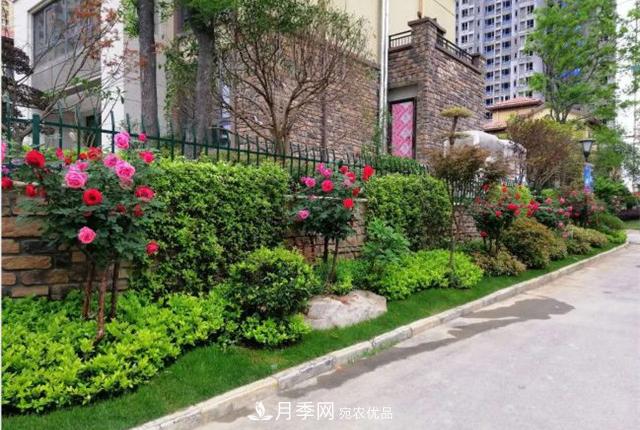 城市綠化就用月季樹，談月季樹在城市中的廣泛應(yīng)用(圖6)