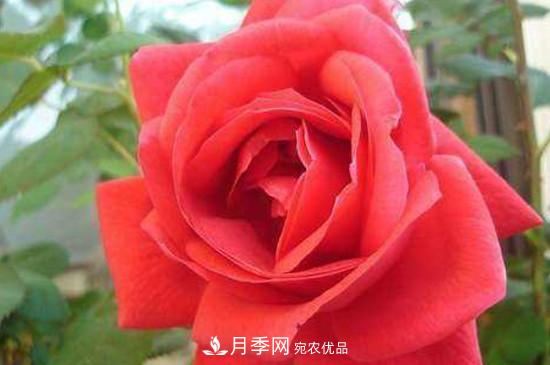 常見的月季的主要蟲害有哪些？(圖2)