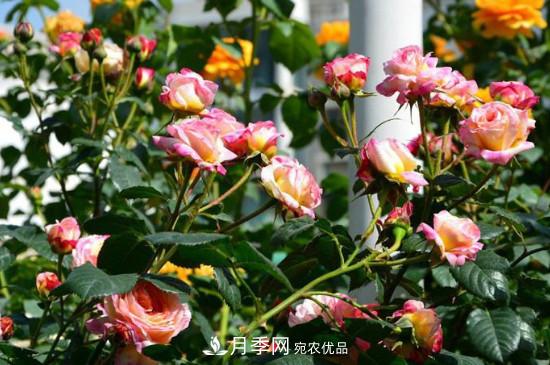 夏天月季多久澆水？(圖1)