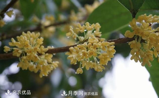 南陽苗木基地盤點桂花樹的四大品種，哪種***香***好***名貴？(圖1)