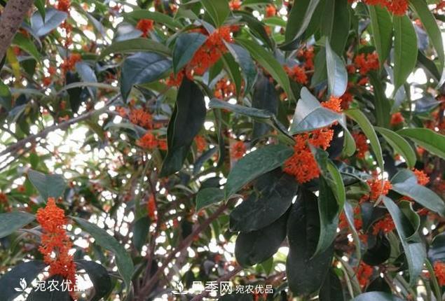 南陽苗木基地盤點桂花樹的四大品種，哪種***香***好***名貴？(圖3)